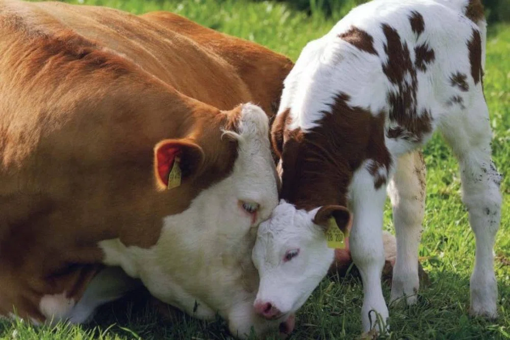 2 vacas en libertad. veganismo.